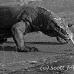 dragon_komodo_hsb_rinca_h_2384_kom4753_bw.jpg